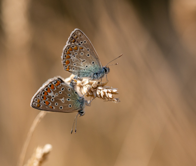 <i class='fa fa-user'></i>&nbsp;David&nbsp;|  Icarusblauwtje&nbsp; <i class='fa fa-eye'>&nbsp;88</i> &nbsp;<i class='fa fa-thumbs-up'>&nbsp;3</i> &nbsp; <i class='fa fa-comment-o'>&nbsp;4</i>