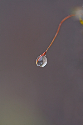 <i class='fa fa-user'></i>&nbsp;Cor&nbsp;|  Gewoon Muursterretje&nbsp; <i class='fa fa-eye'>&nbsp;90</i> &nbsp;<i class='fa fa-thumbs-up'>&nbsp;9</i> &nbsp; <i class='fa fa-comment-o'>&nbsp;11</i>