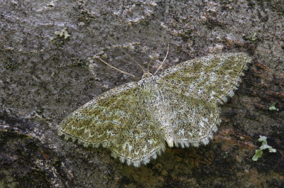 <i class='fa fa-user'></i>&nbsp;Robert Rodenburg&nbsp;|  Donkere Prachtstipspanner&nbsp; <i class='fa fa-eye'>&nbsp;78</i> &nbsp;<i class='fa fa-thumbs-up'>&nbsp;6</i> &nbsp; <i class='fa fa-comment-o'>&nbsp;6</i>