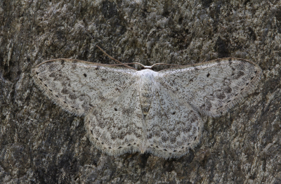 <i class='fa fa-user'></i>&nbsp;Robert Rodenburg&nbsp;|  Prachtstipspanner&nbsp; <i class='fa fa-eye'>&nbsp;74</i> &nbsp;<i class='fa fa-thumbs-up'>&nbsp;2</i> &nbsp; <i class='fa fa-comment-o'>&nbsp;7</i>