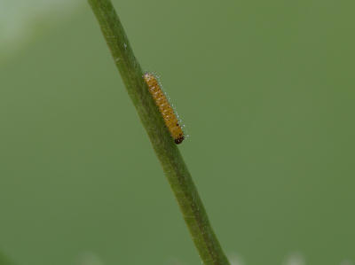 BESTE BESTE BESTE BESTE BESTE BESTE
Echt naalddun en nog geen 2 mm. lang.

Op een eerder geplaatste foto van het Oranjetipje was tevens een eitje zichtbaar, zie:

Nadien een paar maal wezen kijken en uiteindelijk een rupsje op (uiteraard) dezelfde plant gevonden; zo dun als een naald met een minieme lengte van nog geen 2 mm.

Opname omstandigheden:
Beschrijf de manier waarop de foto gemaakt is. (Minimaal 15 woorden).
Maximale lengte (karakters): 2048
Techniek (bewerkingen/exif):
Beschrijf de bewerkingen die je op de foto hebt uitgevoerd,
gebruikt diafragma/sluitertijd/iso, of het