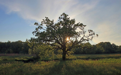 <i class='fa fa-user'></i>&nbsp;Tineke Strijbosch&nbsp;|  Laatste zonnestralen van een snikhete dag&nbsp; <i class='fa fa-eye'>&nbsp;75</i> &nbsp;<i class='fa fa-thumbs-up'>&nbsp;1</i> &nbsp; <i class='fa fa-comment-o'>&nbsp;9</i>