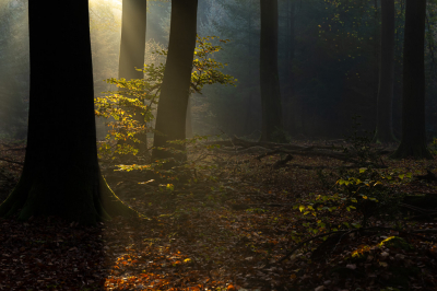 <i class='fa fa-user'></i>&nbsp;Loes Belovics&nbsp;|  Het eerste licht&nbsp; <i class='fa fa-eye'>&nbsp;123</i> &nbsp;<i class='fa fa-thumbs-up'>&nbsp;12</i> &nbsp; <i class='fa fa-comment-o'>&nbsp;12</i>