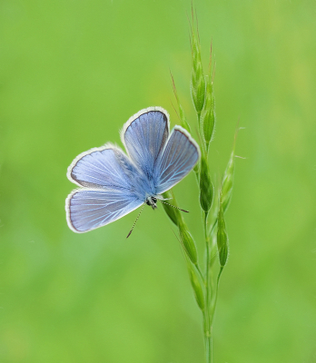 <i class='fa fa-user'></i>&nbsp;Jurgen Maassen&nbsp;|  Icarusblauwtje&nbsp; <i class='fa fa-eye'>&nbsp;97</i> &nbsp;<i class='fa fa-thumbs-up'>&nbsp;8</i> &nbsp; <i class='fa fa-comment-o'>&nbsp;8</i>