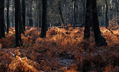 <i class='fa fa-user'></i>&nbsp;nelappelmelk&nbsp;|  Varens in het landschap&nbsp; <i class='fa fa-eye'>&nbsp;92</i> &nbsp;<i class='fa fa-thumbs-up'>&nbsp;2</i> &nbsp; <i class='fa fa-comment-o'>&nbsp;3</i>