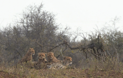 <i class='fa fa-user'></i>&nbsp;Eric Gibcus&nbsp;|  Jachtluipaard&nbsp; <i class='fa fa-eye'>&nbsp;116</i> &nbsp;<i class='fa fa-thumbs-up'>&nbsp;5</i> &nbsp; <i class='fa fa-comment-o'>&nbsp;0</i>