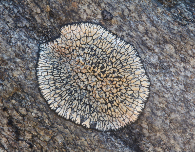 <i class='fa fa-user'></i>&nbsp;Robert Rodenburg&nbsp;|  Sporastatia testudinea&nbsp; <i class='fa fa-eye'>&nbsp;103</i> &nbsp;<i class='fa fa-thumbs-up'>&nbsp;8</i> &nbsp; <i class='fa fa-comment-o'>&nbsp;7</i>