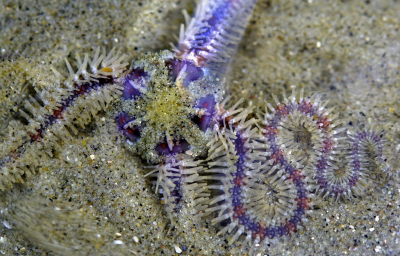 <i class='fa fa-user'></i>&nbsp;Nel R&nbsp;|  Brokkelster&nbsp; <i class='fa fa-eye'>&nbsp;120</i> &nbsp;<i class='fa fa-thumbs-up'>&nbsp;8</i> &nbsp; <i class='fa fa-comment-o'>&nbsp;8</i>