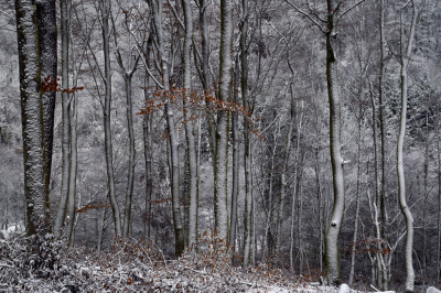<i class='fa fa-user'></i>&nbsp;liesbeth van vliet&nbsp;|  Sneeuw in het bos&nbsp; <i class='fa fa-eye'>&nbsp;102</i> &nbsp;<i class='fa fa-thumbs-up'>&nbsp;3</i> &nbsp; <i class='fa fa-comment-o'>&nbsp;9</i>