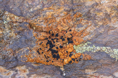 <i class='fa fa-user'></i>&nbsp;Robert Rodenburg&nbsp;|  Lecidea silacea&nbsp; <i class='fa fa-eye'>&nbsp;85</i> &nbsp;<i class='fa fa-thumbs-up'>&nbsp;4</i> &nbsp; <i class='fa fa-comment-o'>&nbsp;6</i>