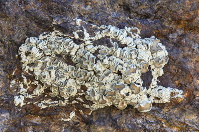 <i class='fa fa-user'></i>&nbsp;Robert Rodenburg&nbsp;|  Schotelkorst sp.&nbsp; <i class='fa fa-eye'>&nbsp;62</i> &nbsp;<i class='fa fa-thumbs-up'>&nbsp;1</i> &nbsp; <i class='fa fa-comment-o'>&nbsp;1</i>