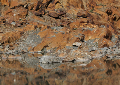 <i class='fa fa-user'></i>&nbsp;Robert Rodenburg&nbsp;|  IJzerhoudend gesteente&nbsp; <i class='fa fa-eye'>&nbsp;77</i> &nbsp; <i class='fa fa-comment-o'>&nbsp;6</i>