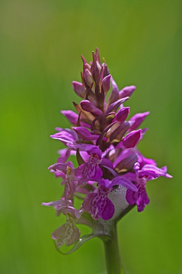 <i class='fa fa-user'></i>&nbsp;Cor&nbsp;|  Brede Orchis&nbsp; <i class='fa fa-eye'>&nbsp;76</i> &nbsp;<i class='fa fa-thumbs-up'>&nbsp;2</i> &nbsp; <i class='fa fa-comment-o'>&nbsp;6</i>