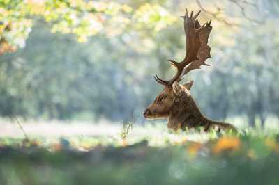 <i class='fa fa-user'></i>&nbsp;Loes Belovics&nbsp;|  Damhert&nbsp; <i class='fa fa-eye'>&nbsp;125</i> &nbsp;<i class='fa fa-thumbs-up'>&nbsp;5</i> &nbsp; <i class='fa fa-comment-o'>&nbsp;9</i>