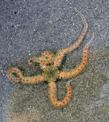 <i class='fa fa-user'></i>&nbsp;Nel R&nbsp;|  Brokkelster&nbsp; <i class='fa fa-eye'>&nbsp;114</i> &nbsp;<i class='fa fa-thumbs-up'>&nbsp;12</i> &nbsp; <i class='fa fa-comment-o'>&nbsp;10</i>