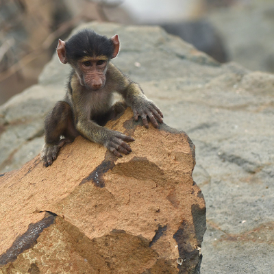 <i class='fa fa-user'></i>&nbsp;Eric Gibcus&nbsp;|  Beerbaviaan&nbsp; <i class='fa fa-eye'>&nbsp;91</i> &nbsp; <i class='fa fa-comment-o'>&nbsp;4</i>