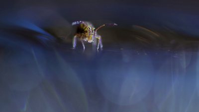 <i class='fa fa-user'></i>&nbsp;rixte&nbsp;|  Dicyrtomina ornata&nbsp; <i class='fa fa-eye'>&nbsp;110</i> &nbsp;<i class='fa fa-thumbs-up'>&nbsp;14</i> &nbsp; <i class='fa fa-comment-o'>&nbsp;10</i>