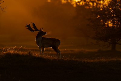 <i class='fa fa-user'></i>&nbsp;Patrick Blom&nbsp;|  Damhert&nbsp; <i class='fa fa-eye'>&nbsp;130</i> &nbsp;<i class='fa fa-thumbs-up'>&nbsp;14</i> &nbsp; <i class='fa fa-comment-o'>&nbsp;13</i>