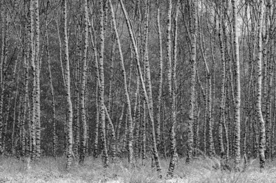 <i class='fa fa-user'></i>&nbsp;harrie69&nbsp;|  Berkenboom&nbsp; <i class='fa fa-eye'>&nbsp;69</i> &nbsp; <i class='fa fa-comment-o'>&nbsp;6</i>