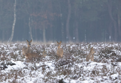 <i class='fa fa-user'></i>&nbsp;David&nbsp;|  Ree&nbsp; <i class='fa fa-eye'>&nbsp;130</i> &nbsp;<i class='fa fa-thumbs-up'>&nbsp;1</i> &nbsp; <i class='fa fa-comment-o'>&nbsp;7</i>