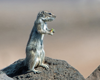 <i class='fa fa-user'></i>&nbsp;Martin Lok&nbsp;|  Barbarijse Grondeekhoorn&nbsp; <i class='fa fa-eye'>&nbsp;87</i> &nbsp; <i class='fa fa-comment-o'>&nbsp;2</i>