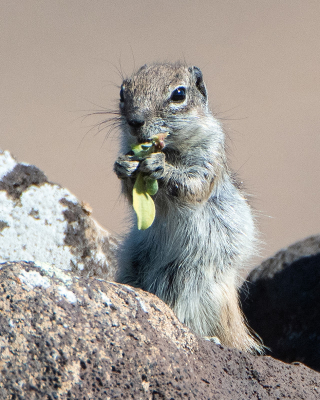 <i class='fa fa-user'></i>&nbsp;Martin Lok&nbsp;|  Barbarijse Grondeekhoorn&nbsp; <i class='fa fa-eye'>&nbsp;77</i> &nbsp; <i class='fa fa-comment-o'>&nbsp;2</i>