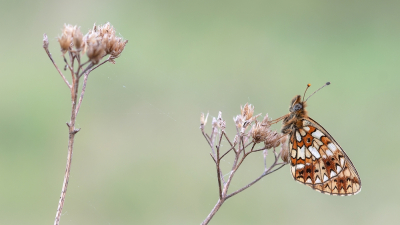 <i class='fa fa-user'></i>&nbsp;Johan van Gurp&nbsp;|  Zilveren Maan&nbsp; <i class='fa fa-eye'>&nbsp;61</i> &nbsp;<i class='fa fa-thumbs-up'>&nbsp;1</i> &nbsp; <i class='fa fa-comment-o'>&nbsp;4</i>