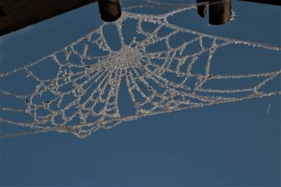 <i class='fa fa-user'></i>&nbsp;frbeuming&nbsp;|  Berijpt spinnenweb&nbsp; <i class='fa fa-eye'>&nbsp;65</i> &nbsp; <i class='fa fa-comment-o'>&nbsp;4</i>