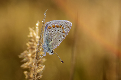 <i class='fa fa-user'></i>&nbsp;Bertus&nbsp;|  Icarusblauwtje&nbsp; <i class='fa fa-eye'>&nbsp;63</i> &nbsp;<i class='fa fa-thumbs-up'>&nbsp;3</i> &nbsp; <i class='fa fa-comment-o'>&nbsp;5</i>