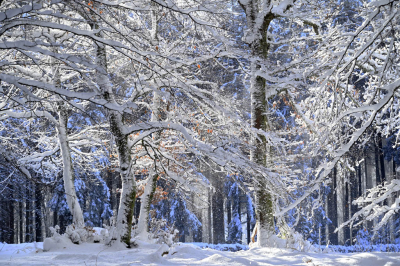 <i class='fa fa-user'></i>&nbsp;liesbeth van vliet&nbsp;|  Sneeuw landschap&nbsp; <i class='fa fa-eye'>&nbsp;137</i> &nbsp;<i class='fa fa-thumbs-up'>&nbsp;12</i> &nbsp; <i class='fa fa-comment-o'>&nbsp;9</i>