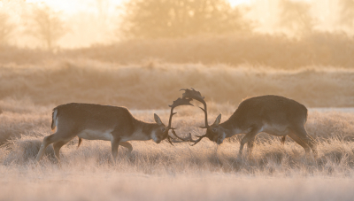 <i class='fa fa-user'></i>&nbsp;Patrick Blom&nbsp;|  Damhert&nbsp; <i class='fa fa-eye'>&nbsp;123</i> &nbsp;<i class='fa fa-thumbs-up'>&nbsp;5</i> &nbsp; <i class='fa fa-comment-o'>&nbsp;5</i>