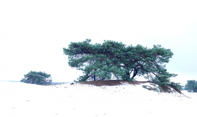 <i class='fa fa-user'></i>&nbsp;nelappelmelk&nbsp;|  Bijzondere boom&nbsp; <i class='fa fa-eye'>&nbsp;116</i> &nbsp;<i class='fa fa-thumbs-up'>&nbsp;1</i> &nbsp; <i class='fa fa-comment-o'>&nbsp;4</i>