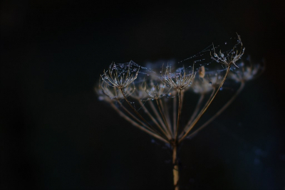 <i class='fa fa-user'></i>&nbsp;hesterb&nbsp;|  Dauwkettinkjes&nbsp; <i class='fa fa-eye'>&nbsp;87</i> &nbsp;<i class='fa fa-thumbs-up'>&nbsp;2</i> &nbsp; <i class='fa fa-comment-o'>&nbsp;3</i>