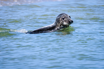 Vanuit Vlieland meegegaan met een zeehondentocht richting Terschelling. Foto uit de hand gemaakt.