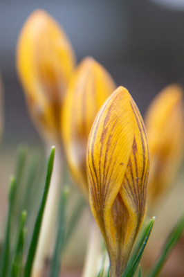 De krokus laat zich vroeg zien dit jaar. Deze stonden mooi op de rij.