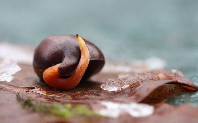 <i class='fa fa-user'></i>&nbsp;Paul Vandebroek&nbsp;|  Witte Paardenkastanje&nbsp; <i class='fa fa-eye'>&nbsp;84</i> &nbsp;<i class='fa fa-thumbs-up'>&nbsp;2</i> &nbsp; <i class='fa fa-comment-o'>&nbsp;6</i>