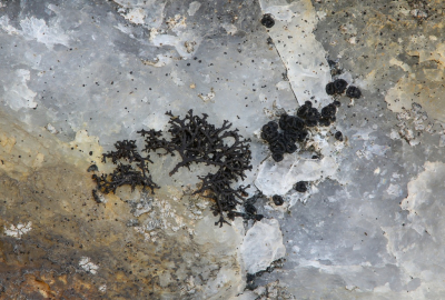 <i class='fa fa-user'></i>&nbsp;Robert Rodenburg&nbsp;|  Pseudephebe minuscula&nbsp; <i class='fa fa-eye'>&nbsp;66</i> &nbsp;<i class='fa fa-thumbs-up'>&nbsp;2</i> &nbsp; <i class='fa fa-comment-o'>&nbsp;4</i>