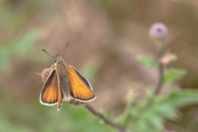 <i class='fa fa-user'></i>&nbsp;Johan van Gurp&nbsp;|  Zwartsprietdikkopje&nbsp; <i class='fa fa-eye'>&nbsp;66</i> &nbsp; <i class='fa fa-comment-o'>&nbsp;2</i>