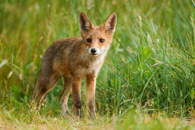 <i class='fa fa-user'></i>&nbsp;Joop Gerretse&nbsp;|  Vos&nbsp; <i class='fa fa-eye'>&nbsp;102</i> &nbsp;<i class='fa fa-thumbs-up'>&nbsp;4</i> &nbsp; <i class='fa fa-comment-o'>&nbsp;6</i>