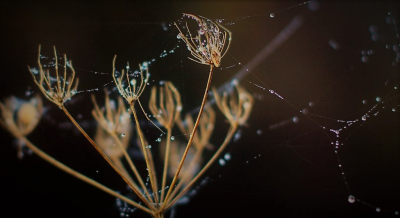 <i class='fa fa-user'></i>&nbsp;hesterb&nbsp;|  Strains of Interstellair Contact&nbsp; <i class='fa fa-eye'>&nbsp;63</i> &nbsp; <i class='fa fa-comment-o'>&nbsp;1</i>