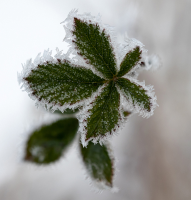 <i class='fa fa-user'></i>&nbsp;Reinier van den Born&nbsp;|  Gewone Braam&nbsp; <i class='fa fa-eye'>&nbsp;83</i> &nbsp;<i class='fa fa-thumbs-up'>&nbsp;5</i> &nbsp; <i class='fa fa-comment-o'>&nbsp;6</i>