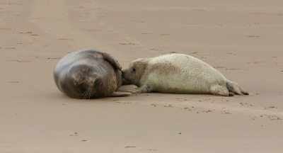 <i class='fa fa-user'></i>&nbsp;Leo Tukker&nbsp;|  Grijze Zeehond&nbsp; <i class='fa fa-eye'>&nbsp;145</i> &nbsp;<i class='fa fa-thumbs-up'>&nbsp;2</i> &nbsp; <i class='fa fa-comment-o'>&nbsp;7</i>