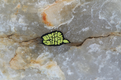 <i class='fa fa-user'></i>&nbsp;Robert Rodenburg&nbsp;|  Gewoon Landkaartmos&nbsp; <i class='fa fa-eye'>&nbsp;134</i> &nbsp;<i class='fa fa-thumbs-up'>&nbsp;8</i> &nbsp; <i class='fa fa-comment-o'>&nbsp;12</i>