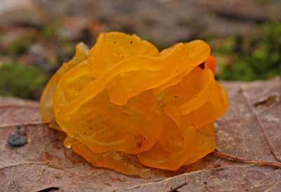 <i class='fa fa-user'></i>&nbsp;Cor&nbsp;|  Gele Trilzwam&nbsp; <i class='fa fa-eye'>&nbsp;92</i> &nbsp;<i class='fa fa-thumbs-up'>&nbsp;1</i> &nbsp; <i class='fa fa-comment-o'>&nbsp;8</i>