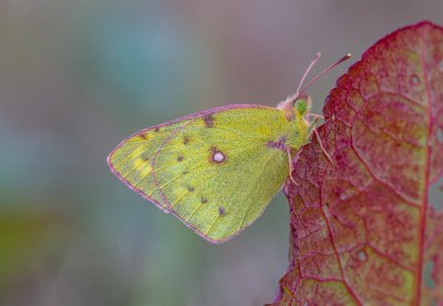 <i class='fa fa-user'></i>&nbsp;Henk Bouter&nbsp;|  Oranje Luzernevlinder&nbsp; <i class='fa fa-eye'>&nbsp;118</i> &nbsp;<i class='fa fa-thumbs-up'>&nbsp;9</i> &nbsp; <i class='fa fa-comment-o'>&nbsp;8</i>