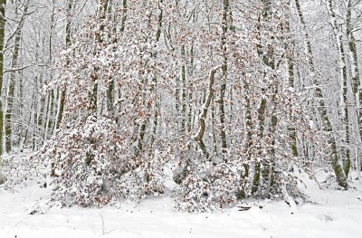 <i class='fa fa-user'></i>&nbsp;liesbeth van vliet&nbsp;|  Sneeuw in het bos&nbsp; <i class='fa fa-eye'>&nbsp;79</i> &nbsp;<i class='fa fa-thumbs-up'>&nbsp;1</i> &nbsp; <i class='fa fa-comment-o'>&nbsp;6</i>