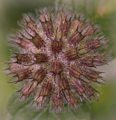 <i class='fa fa-user'></i>&nbsp;Nel R&nbsp;|  Borstelkrans&nbsp; <i class='fa fa-eye'>&nbsp;73</i> &nbsp;<i class='fa fa-thumbs-up'>&nbsp;7</i> &nbsp; <i class='fa fa-comment-o'>&nbsp;4</i>