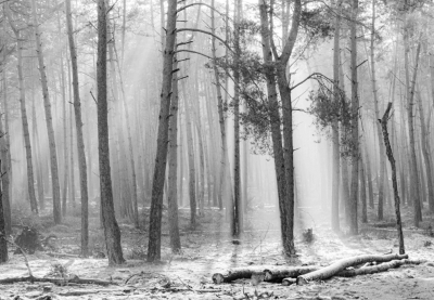 <i class='fa fa-user'></i>&nbsp;ErnovanDoorn&nbsp;|  Bomen, zonlicht, nevel en rijp&nbsp; <i class='fa fa-eye'>&nbsp;113</i> &nbsp;<i class='fa fa-thumbs-up'>&nbsp;6</i> &nbsp; <i class='fa fa-comment-o'>&nbsp;12</i>