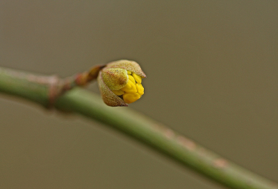 <i class='fa fa-user'></i>&nbsp;Cor&nbsp;|  Gele Kornoelje&nbsp; <i class='fa fa-eye'>&nbsp;80</i> &nbsp;<i class='fa fa-thumbs-up'>&nbsp;10</i> &nbsp; <i class='fa fa-comment-o'>&nbsp;13</i>