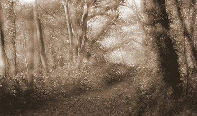 <i class='fa fa-user'></i>&nbsp;Tineke Strijbosch&nbsp;|  Dromerig Bospaadje&nbsp; <i class='fa fa-eye'>&nbsp;123</i> &nbsp;<i class='fa fa-thumbs-up'>&nbsp;8</i> &nbsp; <i class='fa fa-comment-o'>&nbsp;10</i>